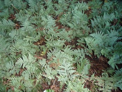 Parapolystichum microsorum, photographed by Sunita Singh
