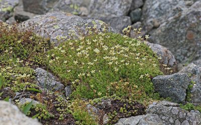 Saxifraga bryoides, photographed by Christoph Moning