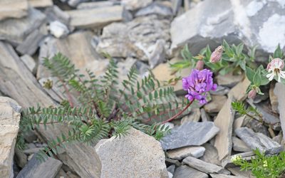 Oxytropis montana, photographed by Christoph Moning