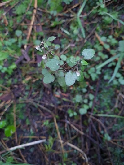 Scutellaria novae-zelandiae, photographed by gnapp