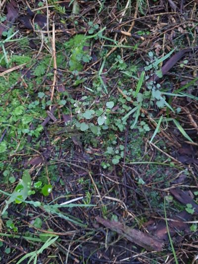 Scutellaria novae-zelandiae, photographed by gnapp