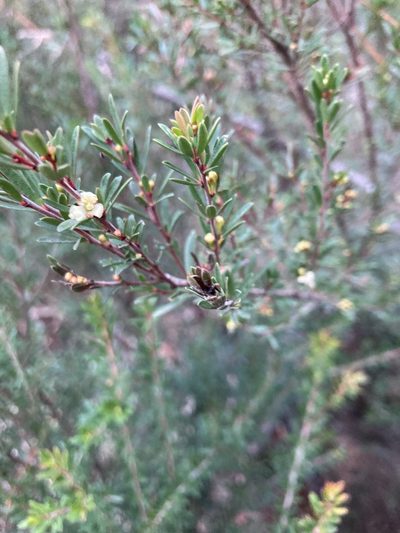 Micrantheum hexandrum, photographed by krumpianking