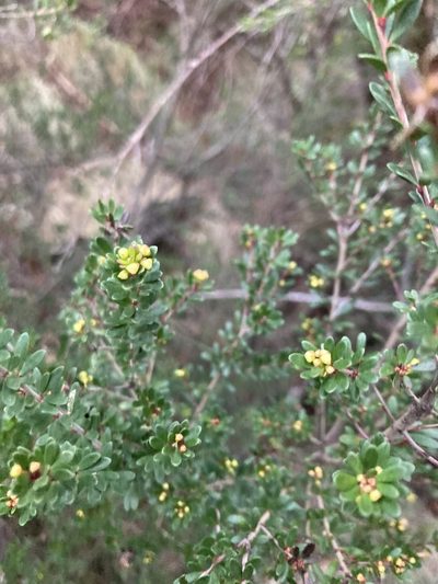 Micrantheum hexandrum, photographed by krumpianking