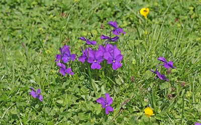 Viola calcarata, photographed by Christoph Moning