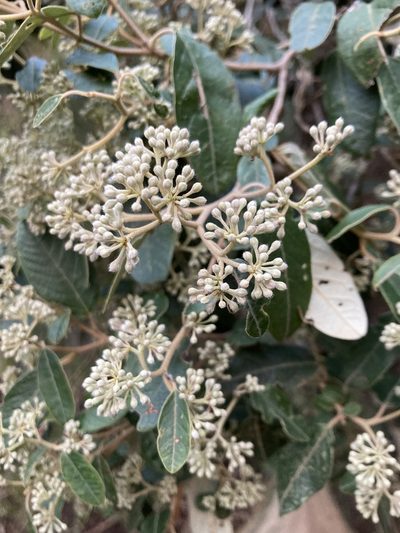 Pomaderris elliptica, photographed by krumpianking