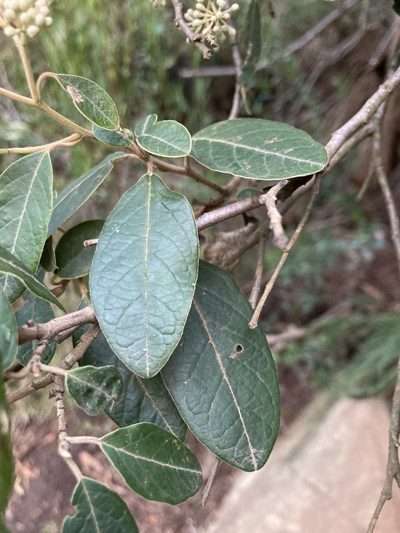 Pomaderris elliptica, photographed by krumpianking