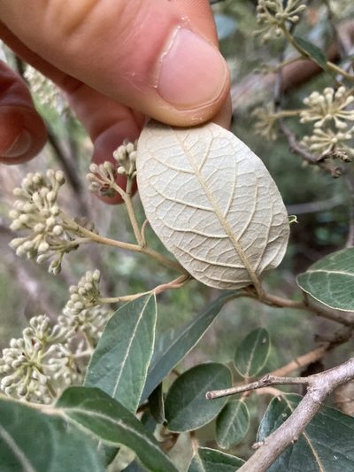 Pomaderris elliptica, photographed by krumpianking
