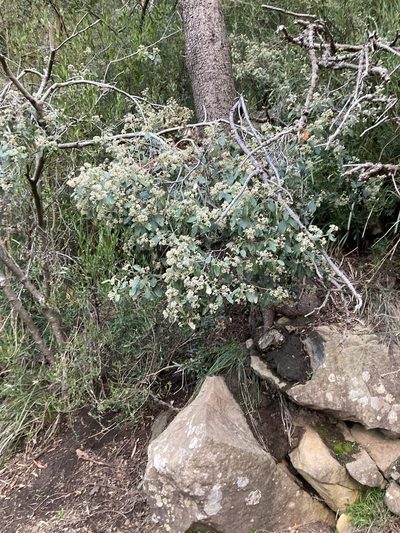 Pomaderris elliptica, photographed by krumpianking