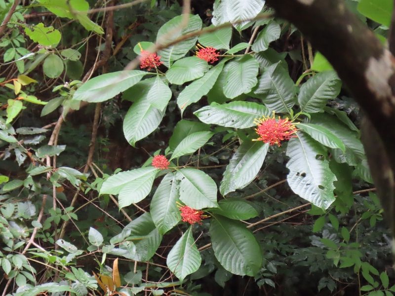 Isertia haenkeana, photographed by Maria Janeiro