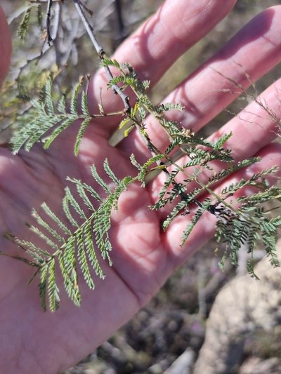 Vachellia bidwillii, photographed by Tony van Kampen
