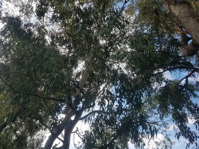 Eucalyptus gomphocephala, photographed by A.J. Anderson