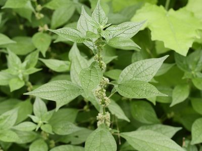 Parietaria officinalis, photographed by Alexis Tinker-Tsavalas