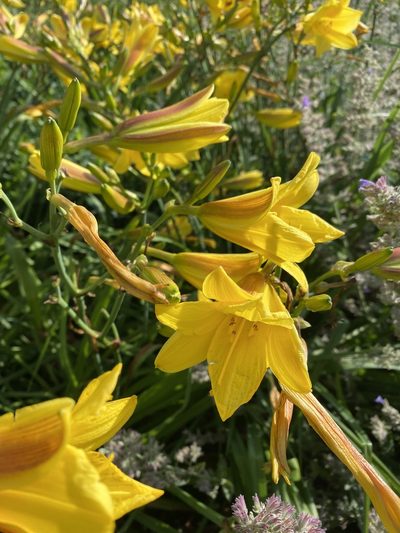 Hemerocallis dumortieri, photographed by Adam Mark Lucas-Krol