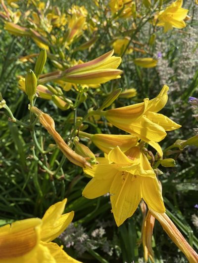 Hemerocallis dumortieri, photographed by Adam Mark Lucas-Krol
