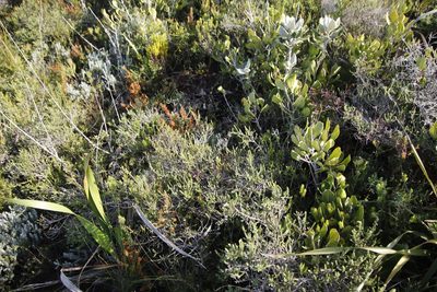 Aspalathus ericifolia, photographed by Tony Rebelo