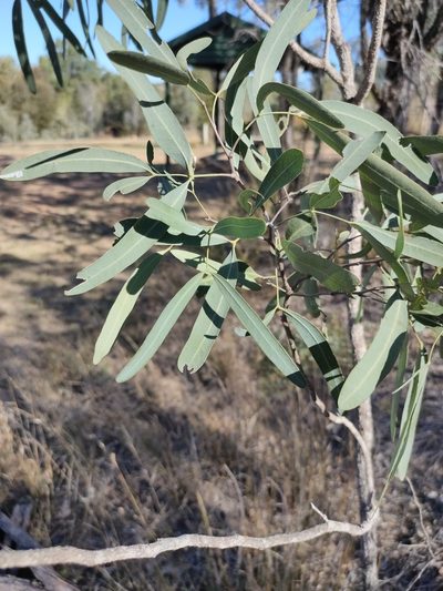 Atalaya hemiglauca, photographed by Tony van Kampen