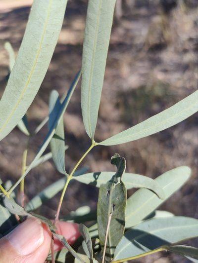 Atalaya hemiglauca, photographed by Tony van Kampen