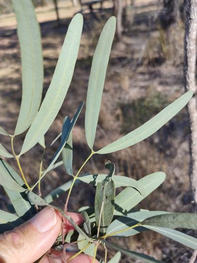 Atalaya hemiglauca, photographed by Tony van Kampen