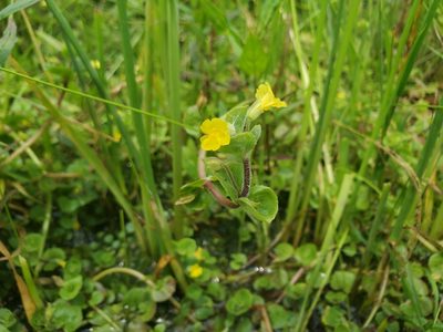 Erythranthe geyeri, photographed by Katie Kucera