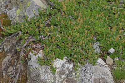 Salix retusa, photographed by Christoph Moning