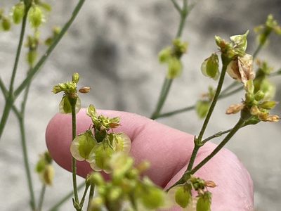 Eriogonum alatum, photographed by Bobby McCabe