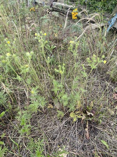Potentilla multifida, photographed by Maria Khoreva