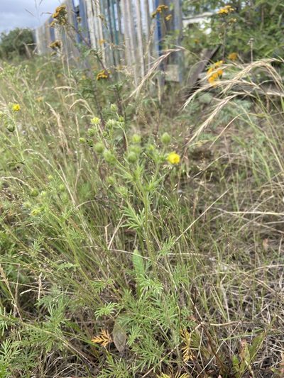 Potentilla multifida, photographed by Maria Khoreva
