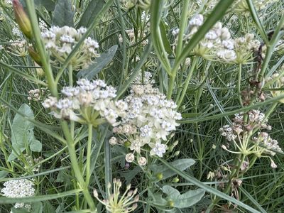 Asclepias subverticillata, photographed by Bobby McCabe