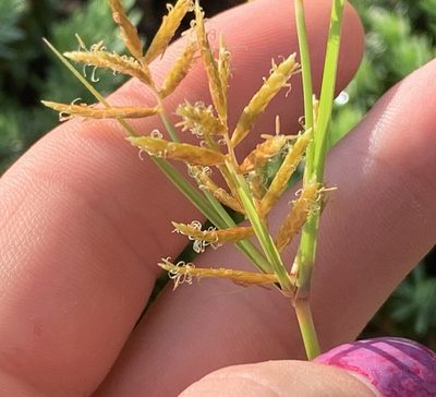 Cyperus esculentus, photographed by natalie