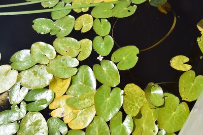 Nymphoides cordata, photographed by Pierre Cartier