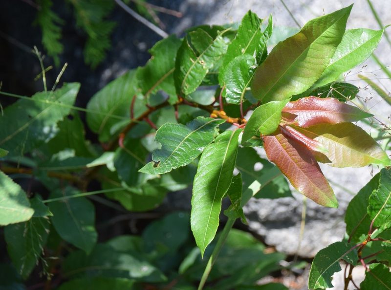 Salix pyrifolia, photographed by Pierre Cartier