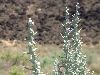 Artemisia filifolia, photographed by Roz Hunter
