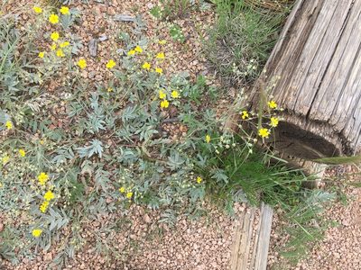 Potentilla hippiana, photographed by Daniel Atha