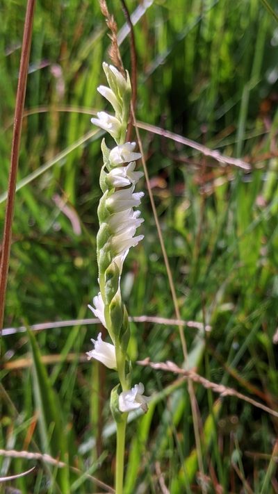 Spiranthes perexilis, photographed by My-Lan Le