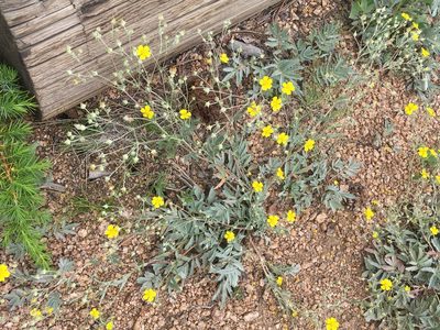 Potentilla hippiana, photographed by Daniel Atha