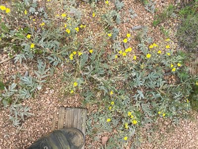 Potentilla hippiana, photographed by Daniel Atha