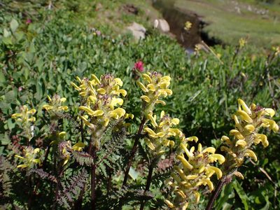 Pedicularis rainierensis, photographed by John Brew