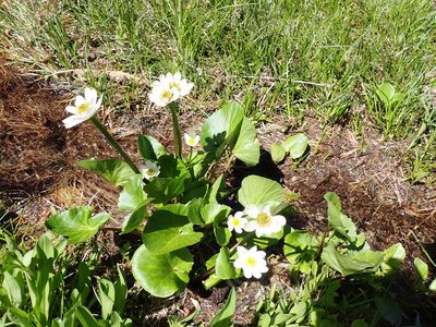Caltha leptosepala, photographed by John Brew