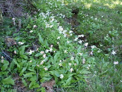 Erythronium montanum, photographed by John Brew