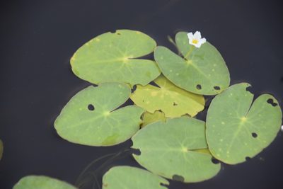 Nymphoides cordata, photographed by Pierre Cartier