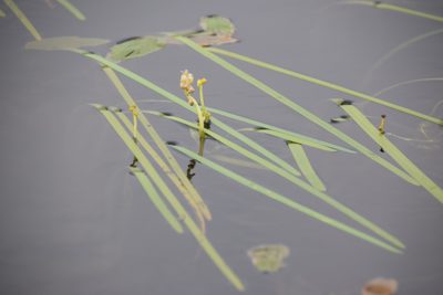 Sparganium fluctuans, photographed by Pierre Cartier
