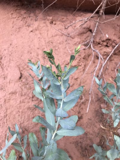 Herrickia glauca, photographed by brettaugust