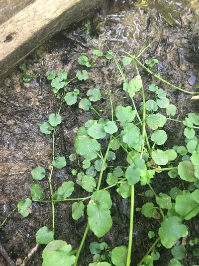 Cardamine rotundifolia, photographed by Bonnie Isaac