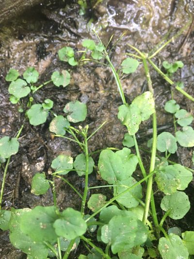 Cardamine rotundifolia, photographed by Bonnie Isaac