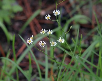 Erigeron vernus, photographed by Kim