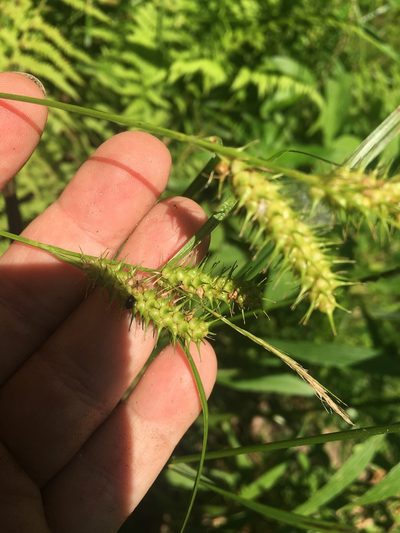 Carex baileyi, photographed by Bonnie Isaac