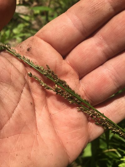 Glyceria melicaria, photographed by Bonnie Isaac