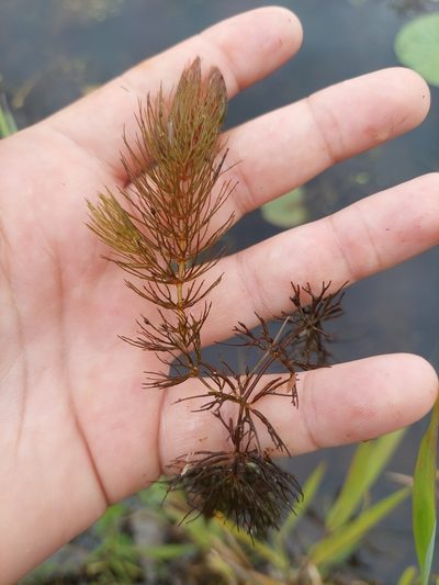 Ceratophyllum echinatum, photographed by Carter Dorscht
