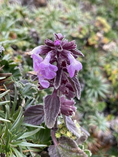 Stachys elliptica, photographed by Diego F. Cisneros-Heredia