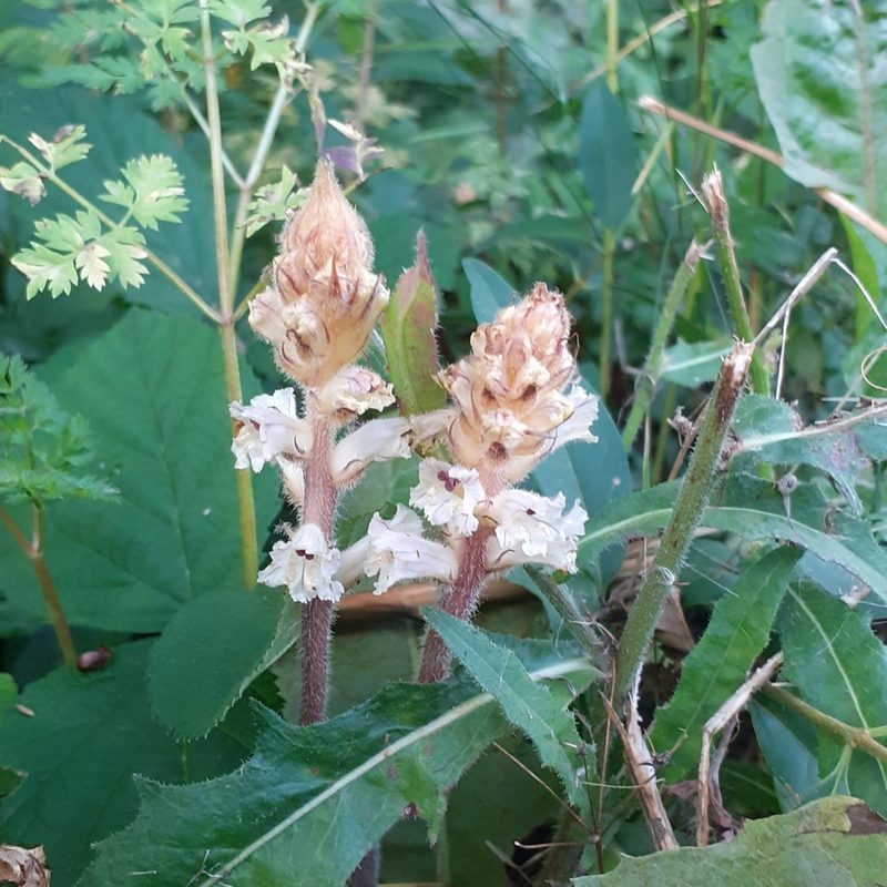 Orobanche picridis, photographed by bogsuckers